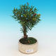 Pokój bonsai Syzygium - Pimentovnik PB217385 - 1/4