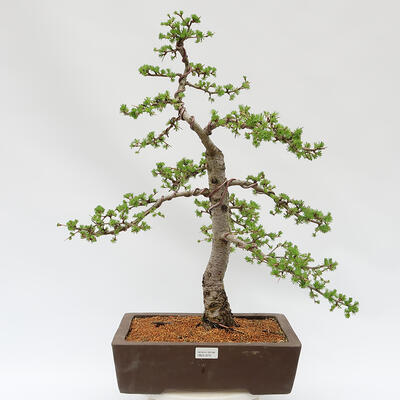 Bonsai zewnętrzne - Larix decidua - Modrzew liściasty - 1