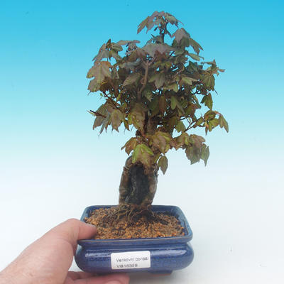 Shohin - Klon, Acer burgerianum na skale - 1