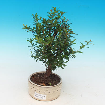 Pokój bonsai Syzygium - Fit - 1
