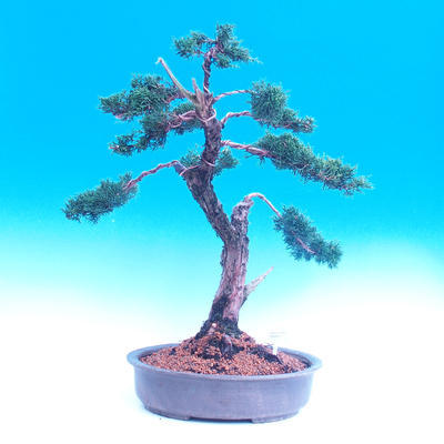 Outdoor bonsai Juniperus-chinenssis-jałowiec chiński - 1