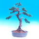 Outdoor bonsai Juniperus-chinenssis-jałowiec chiński - 1/3