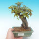 Shohin - Klon, Acer burgerianum na skale - 1/6