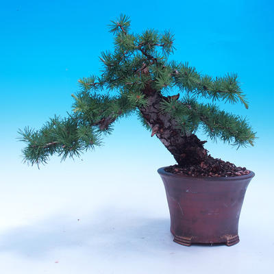 Outdoor bonsai -Larix decidua - modrzew europejski - 1
