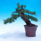 Outdoor bonsai -Larix decidua - modrzew europejski - 1/6