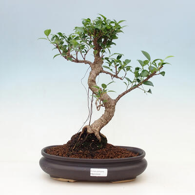 Kryty bonsai - kimono Ficus - figowiec drobnolistny