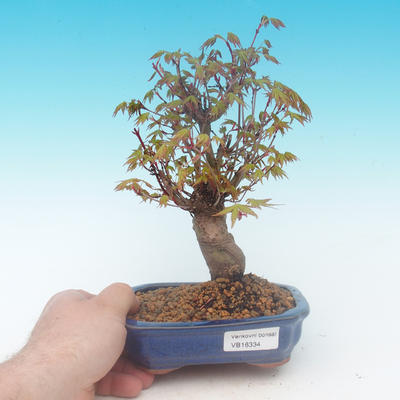 Shohin - Klon, Acer palmatum - 1