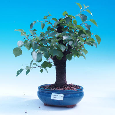 Outdoor bonsai -Mahalebka - wiśnia wonna - 1
