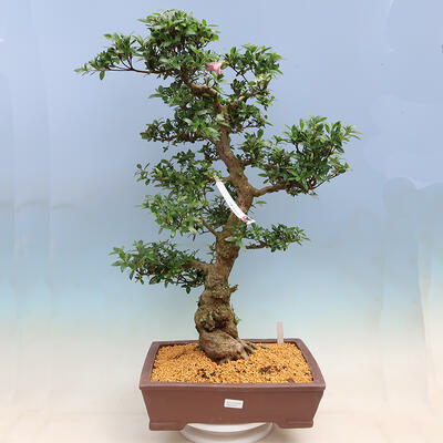 Outdoor bonsai - azalia japońska SATSUKI- Azalea BYAKUREN - 1