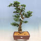 Outdoor bonsai - azalia japońska SATSUKI- Azalea BYAKUREN - 1/6