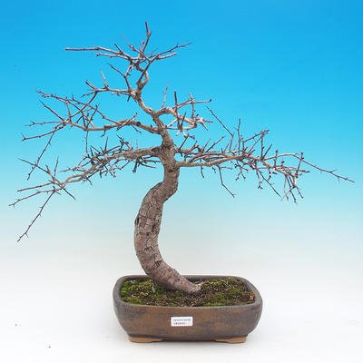 Odkryty bonsai - Hawed jeden