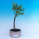 Outdoor bonsai -Pseudolarix amabis-Pamodřín - 1/3