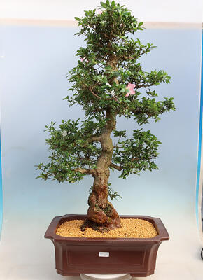 Outdoor bonsai - azalia japońska SATSUKI- Azalea BEYAKUREN - 1