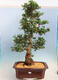 Outdoor bonsai - azalia japońska SATSUKI- Azalea BEYAKUREN - 1/6