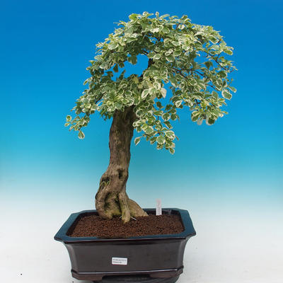 Pokój bonsai - Duranta variegata - 1