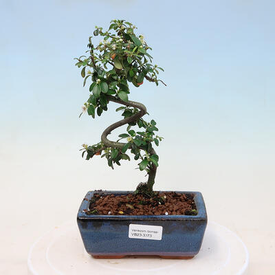 Outdoor bonsai-Cotoneaster dammeri - Rock Damer - 1