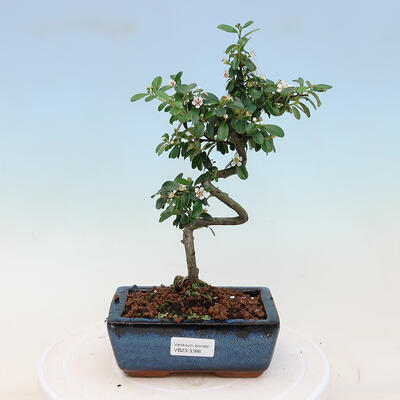 Outdoor bonsai-Cotoneaster dammeri - Rock Damer - 1