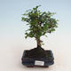 Kryty bonsai - Carmona macrophylla - Tea fuki 412-PB2191338 - 1/5