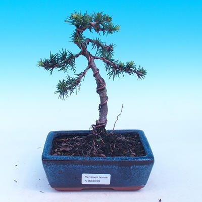 Outdoor bonsai - Cedrus libani Braviofolia