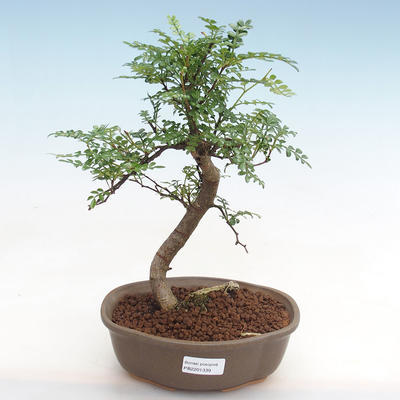 Kryty bonsai - Zantoxylum piperitum - Pieprz pieprzowy - 1