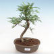 Kryty bonsai - Zantoxylum piperitum - Pieprz pieprzowy - 1/4