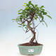 Kryty bonsai - Ficus retusa - figowiec drobnolistny - 1/2
