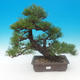 Pinus thunbergii - Sosna thunbergova - 1/5