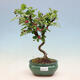 Outdoor bonsai -Malus Halliana - owocach jabłoni - 1/6