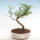 Kryty bonsai - Zantoxylum piperitum - Pieprz pieprzowy - 1/4