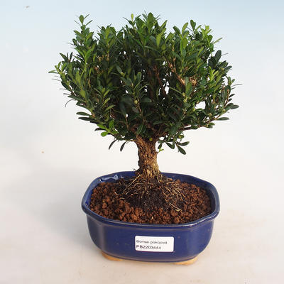 Kryty bonsai - Buxus harlandii - korek buxus - 1