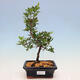 Outdoor bonsai - Rhododendron sp. - Różowa azalia - 1/2