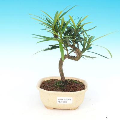 bonsai Room - Podocarpus - Stone tysięcy - 1