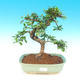 bonsai Room - Carmona macrophylla - herbata Fuki - 1/5