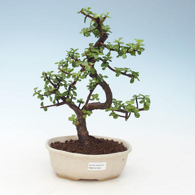 Kryty bonsai - Portulakaria Afra - Tlustice 414-PB2191348 - 1