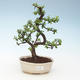 Kryty bonsai - Portulakaria Afra - Tlustice 414-PB2191348 - 1/2