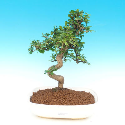 bonsai Room - Carmona macrophylla - herbata Fuki - 1