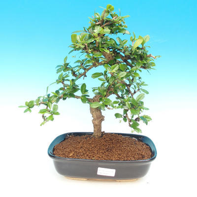 bonsai Room - Carmona macrophylla - herbata Fuki - 1