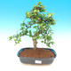 bonsai Room - Carmona macrophylla - herbata Fuki - 1/5