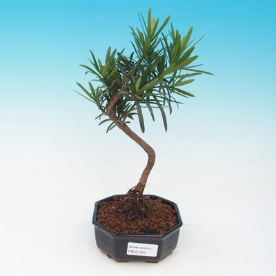 bonsai pokój - Podocarpus - Stone tysięcy - 1