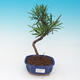 bonsai pokój - Podocarpus - Stone tysięcy - 1/4