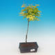 Acer palmatum Aureum - Klon dlanitolistý złota - 1/3
