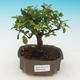 Pokój bonsai - Sagetie thea - Sagetie thea - 1/4
