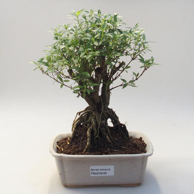 Kryty bonsai - Serissa foetida - Drzewo Tysiąca Gwiazd - 1