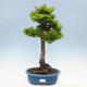 Outdoor bonsai - Acer palmatum Shishigashira - 1/7