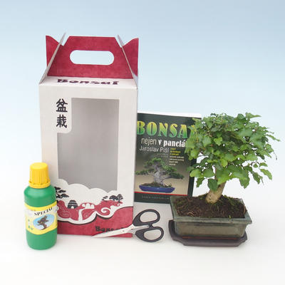 bonsai pokoju w pudełku, Ligustrum chinensiss - evergreen ligustr