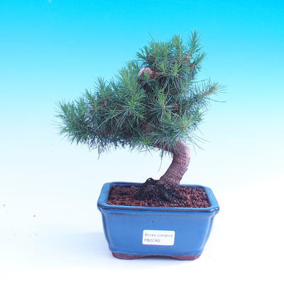 Pokój bonsai-sosna alepska-sosna alepska