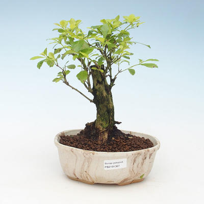 Kryty bonsai - Duranta erecta Aurea 414-PB2191367 - 1