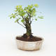 Kryty bonsai - Duranta erecta Aurea 414-PB2191367 - 1/3