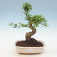Kryty bonsai -Ligustrum chinensis - dziób ptaka - 1/3