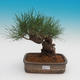 Pinus thunbergii - Sosna thunbergova - 1/4